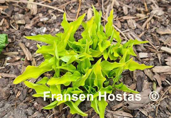 Hosta O'Harra 